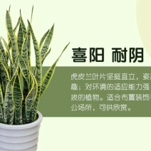 虎皮兰