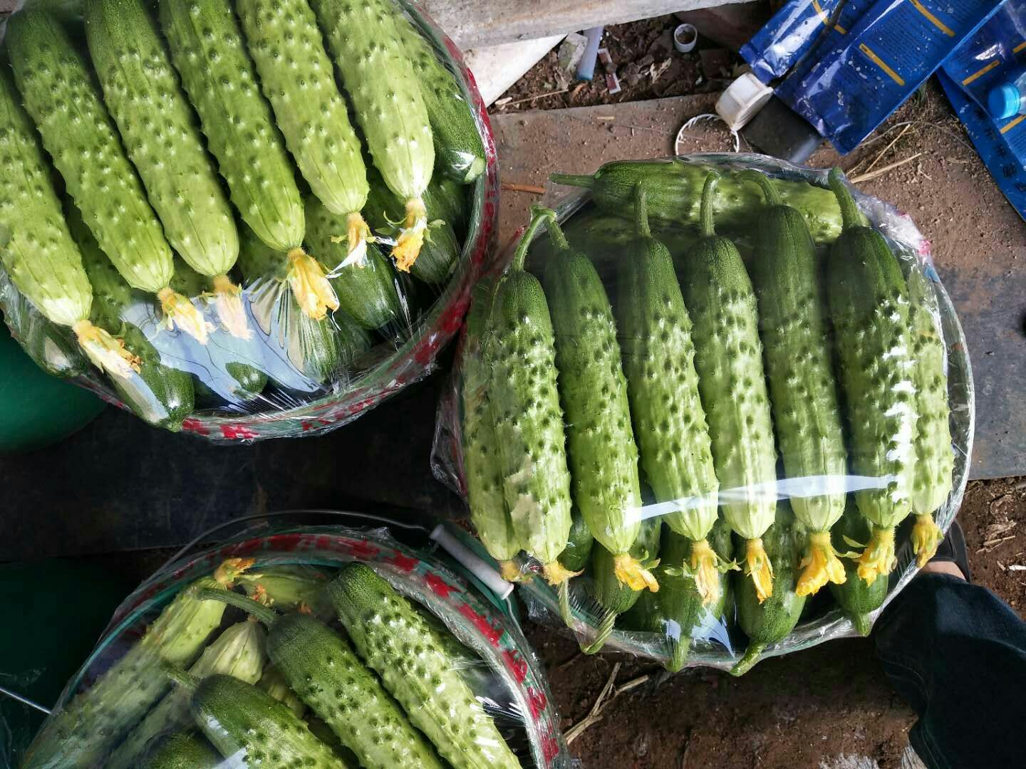 一株新鲜采摘的本地旱黄瓜,藤蔓上挂着三根表皮青绿、带刺明显的短粗黄瓜,背景为黄土田地,阳光充足,体现旱地种植环境 本地旱黄瓜特写