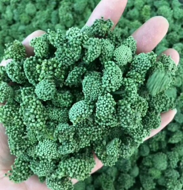 [三七花批发]三七花 无柄价格140.00元/斤 - 一亩田