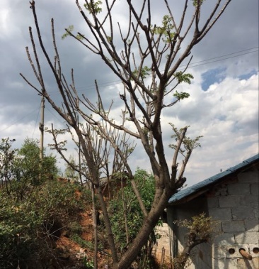 刺脑包 小苗10cm以下今年就可以移栽