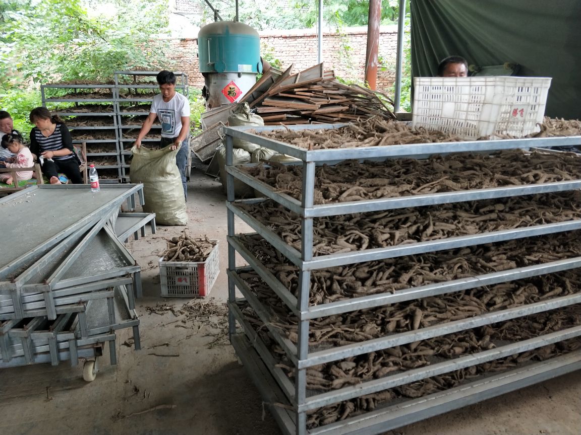 白不老根部加工场景