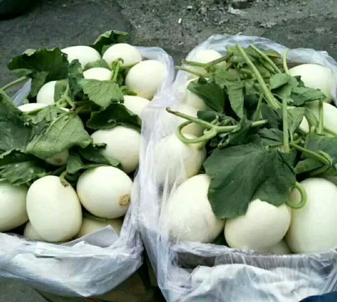 超市货架上并列陈列翠梨甜瓜与普通香瓜,翠梨甜瓜贴有‘精品礼盒’标签,价格牌显示28元/kg,旁边普通香瓜标价12元/kg,顾客正在挑选 翠梨甜瓜与普通香瓜市场零售对比场景