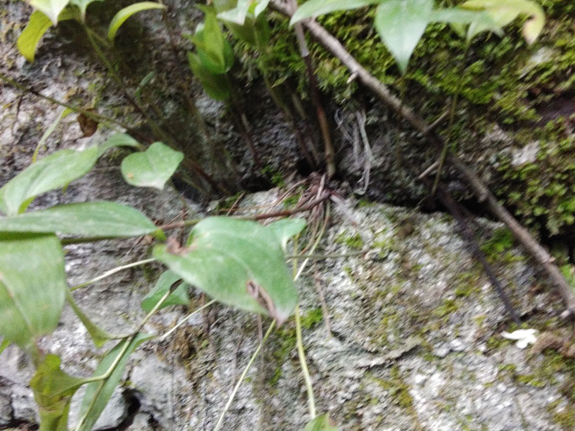 鱼腥草植株全景图