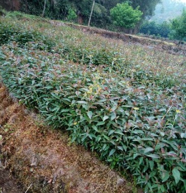 [桉树苗批发]桉树苗 10~35cm价格0.80元/株 - 一亩田