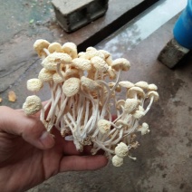 广昌白茶树菇产地直销酒店商超直供菇帽小圆润
