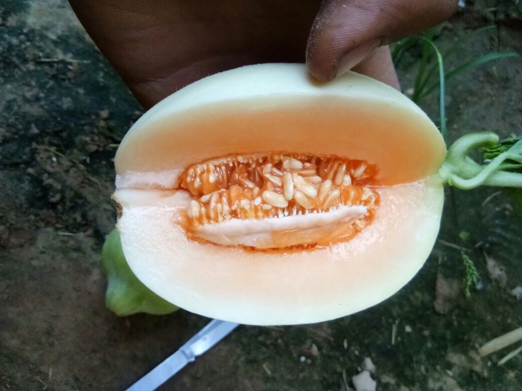 一个被横向切开的成熟翠梨甜瓜,露出洁白细腻的果肉和较小的中心腔,果汁丰富但不外溢,果肉纹理清晰、无明显纤维,背景为木质砧板和绿叶衬托,突出其新鲜与高品质 成熟翠梨甜瓜切面展示