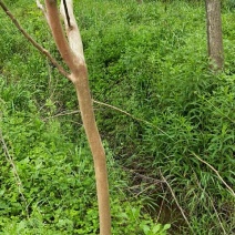 紫薇4~6cm1.5~2米1~2米