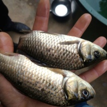 白鲫食用