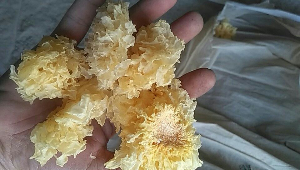 银耳撕朵过程特写