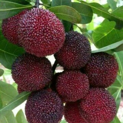 广西桂林七星区东魁杨梅苗产地货源批发价格行情