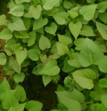 [红薯苗批发]紫薯苗 15~25cm价格0.20元/棵 - 一亩田