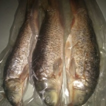 江鲤鱼食用1~2公斤