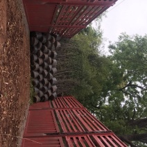 紫竹2~3m