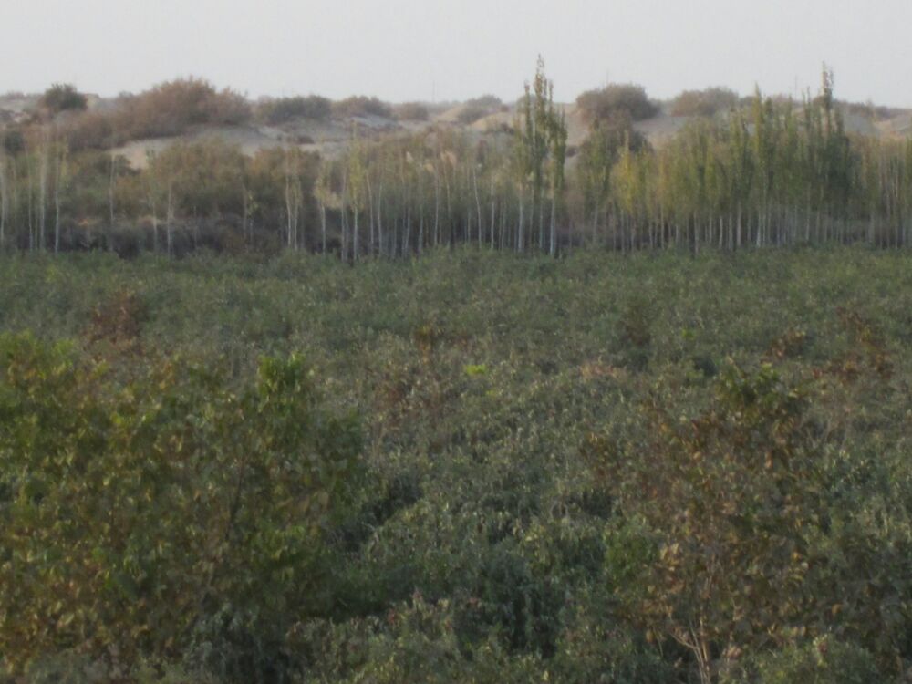新疆和田地区大片的枣林分布在绿洲边缘,远处是连绵的昆仑山脉,近处是整齐排列的灰枣树,枝头挂满成熟的深红色大枣,阳光洒落,画面温暖而丰饶 和田大枣果园航拍全景