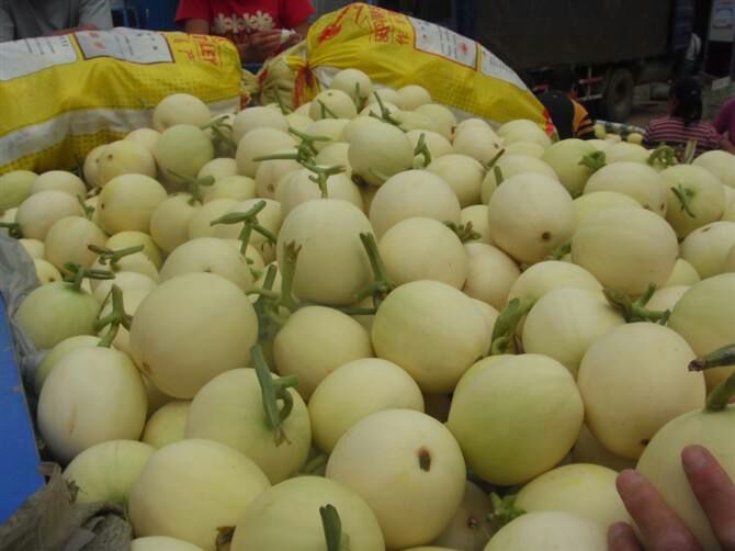 伊丽莎白甜瓜特写