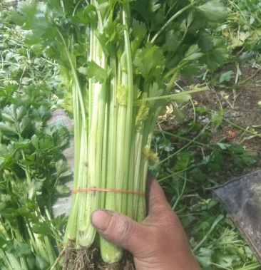 芹菜50cm以上小西芹菜