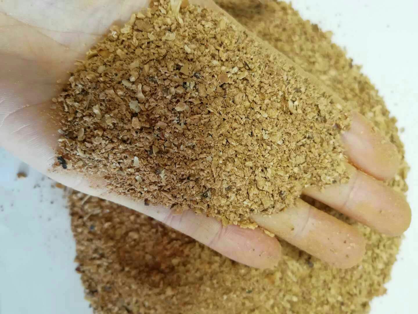 酒麦1号与普通小麦对比图