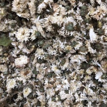 黄山贡菊