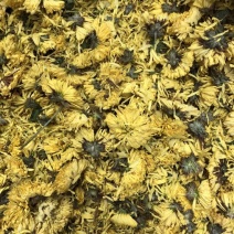 皇菊魏园黄菊