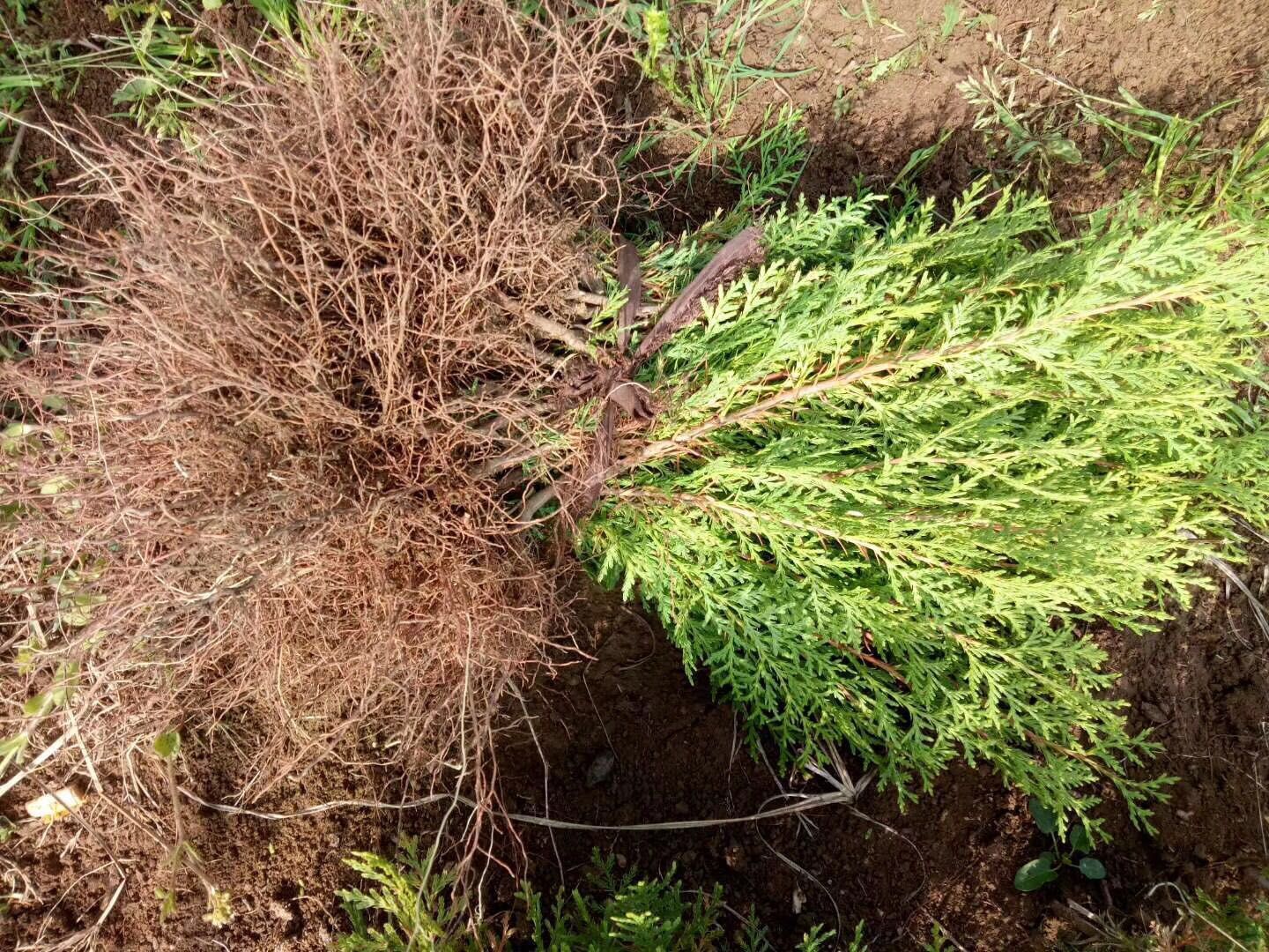 一张高清彩色图谱,左侧显示健康龙柏叶片与枝条状态,右侧列出四种常见问题:顶部枝条枯死(标注为‘枯梢病’)、叶片表面黑色霉层(标注为‘煤污病’)、叶背细小红色螨虫聚集(标注为‘红蜘蛛’)、枝条上有灰白色凸起物(标注为‘蚧壳虫’),配有放大镜图标和防治方法简注 龙柏病虫害识别图谱