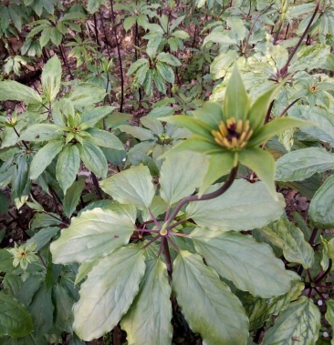 纯野生药材七叶一枝花