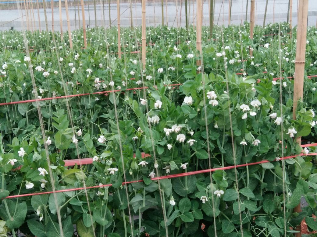 蚕豆花与绿色田野的远景