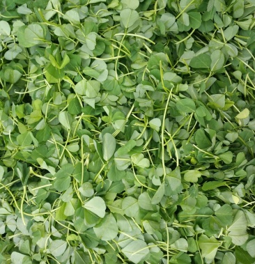 [三叶菜批发]三叶菜价格3.00元/斤 - 一亩田