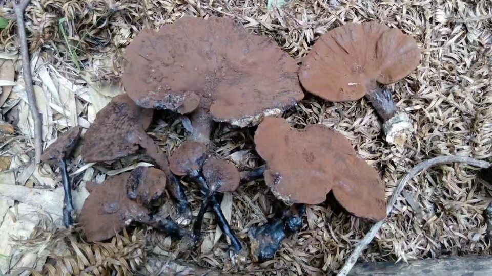 黑灵芝生长在山林中的枯木上