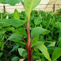 红香蕉苗原种1~2年