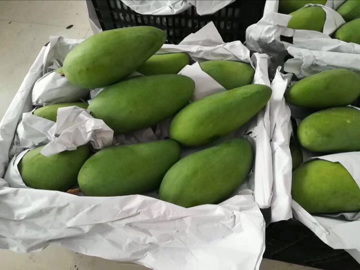 包装车间内的大青芒分拣流水线