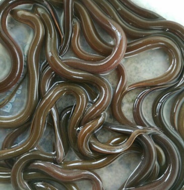 黄鳝苗,鳝鱼苗, 人工养殖鳝鱼苗,正中黄鳝鱼苗,黑鳝鱼苗