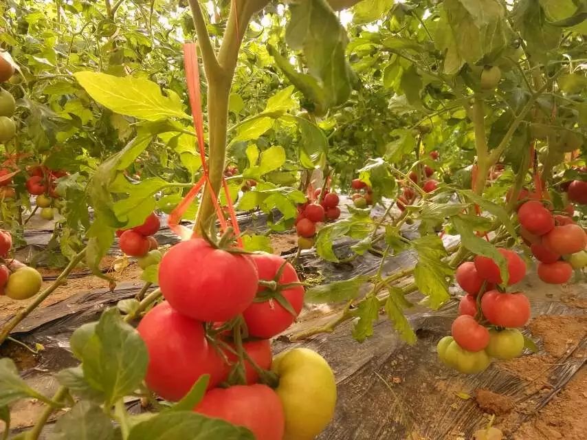 陕西泾阳普罗旺斯番茄田间成熟实景图,果实红亮饱满,整齐排列在藤蔓上 普罗旺斯番茄田间成熟图