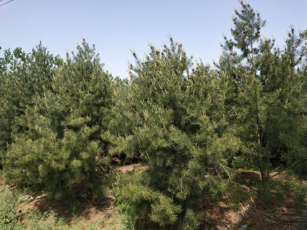 白皮松在阳光下挺拔生长,展示其灰白色树干和翠绿针叶 白皮松树在阳光下挺拔生长