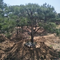 造型松12公分