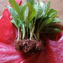 云南绣球花苗，八仙花种苗，无尽夏小苗基地直销