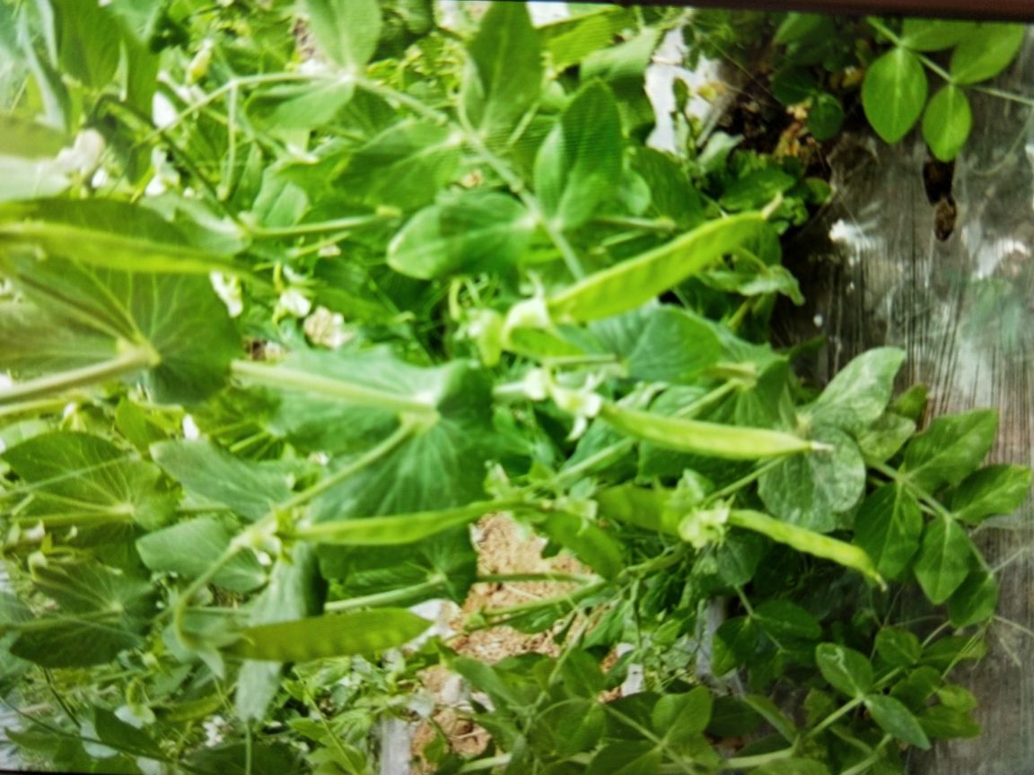 图示展示了荷兰豆植物的全貌,包括绿叶、藤蔓和豆荚,清晰展示其生长状态 荷兰豆的植物图示