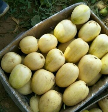 [甜瓜批发]香妃香瓜 0.3斤以上价格1.00元/斤 - 一亩田