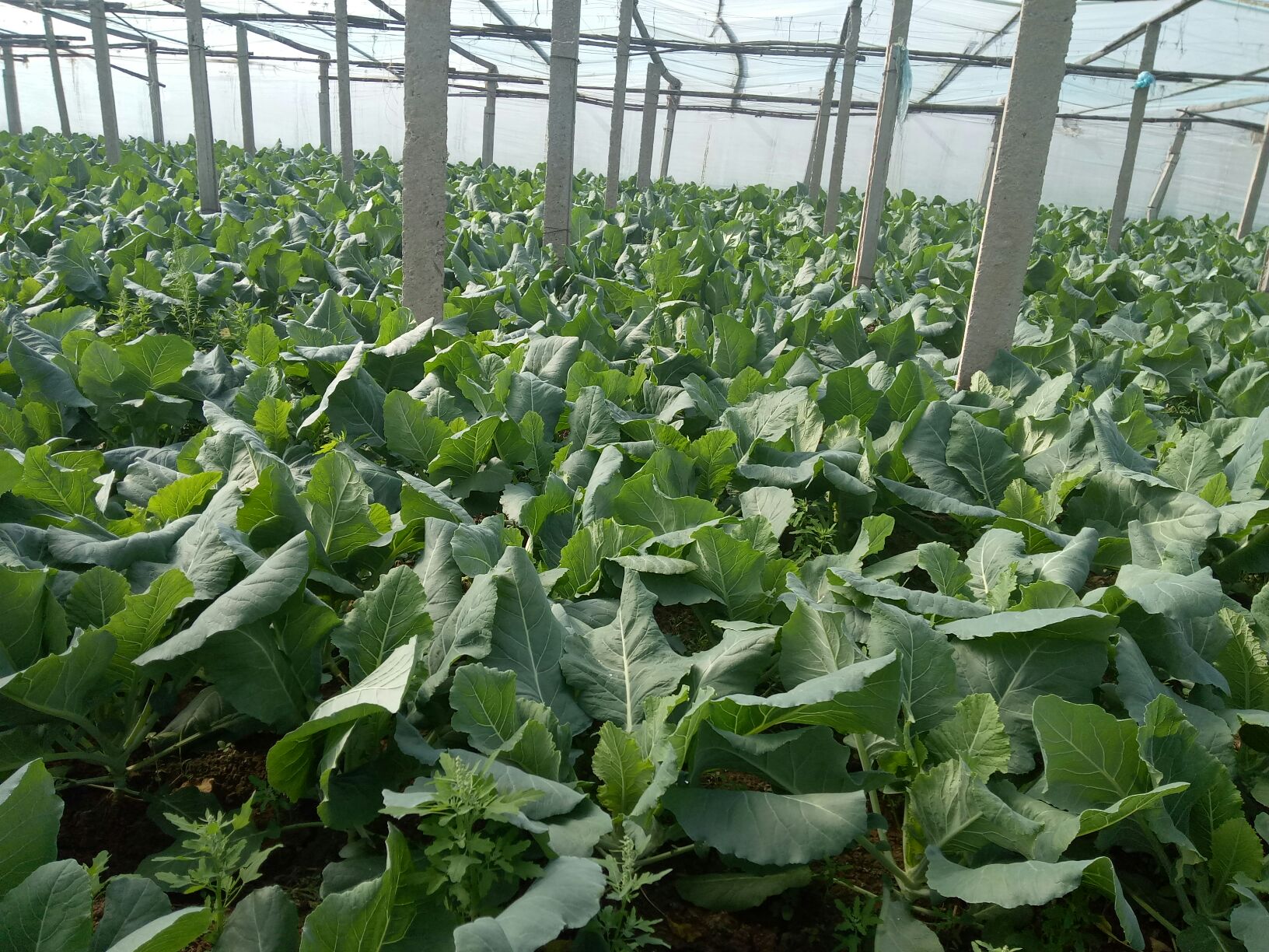 优质青梗松花菜种形态学特征——饱满、色泽均匀、无破损霉变,符合GB/T 20464–2022一级种标准 青梗松花菜种子特写图:高倍显微镜下呈现饱满肾形、浅褐色、表面具细微网纹的优质青梗松花菜种,背景为白色无菌培养皿,旁置电子天平显示单粒重1.28mg