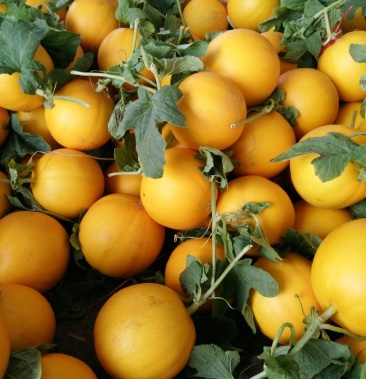 [甜瓜批发]瑞红香瓜 2斤以上价格4.00元/斤 - 一亩田