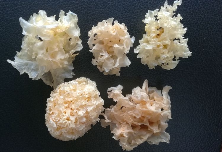 椴木银耳实物展示