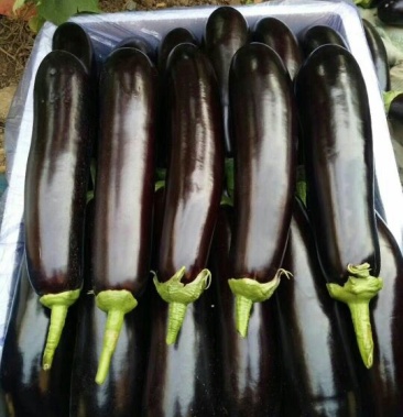 茄子苗765布利塔绿萼长茄嫁接苗产量高抗病强