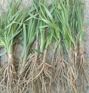 [知母苗批发]知母苗 价格4.00元/斤 - 一亩田