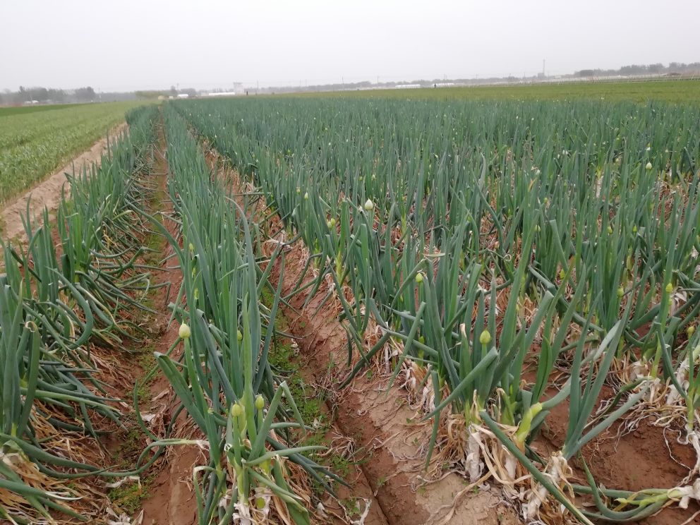 章丘大葱种植基地