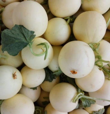 甜红玉甜瓜 1斤以上 精品