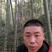 竹子3~4m