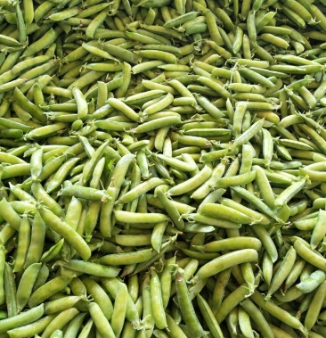 长寿仁豌豆较饱满颜色绿本基地有万亩豌豆产品优良