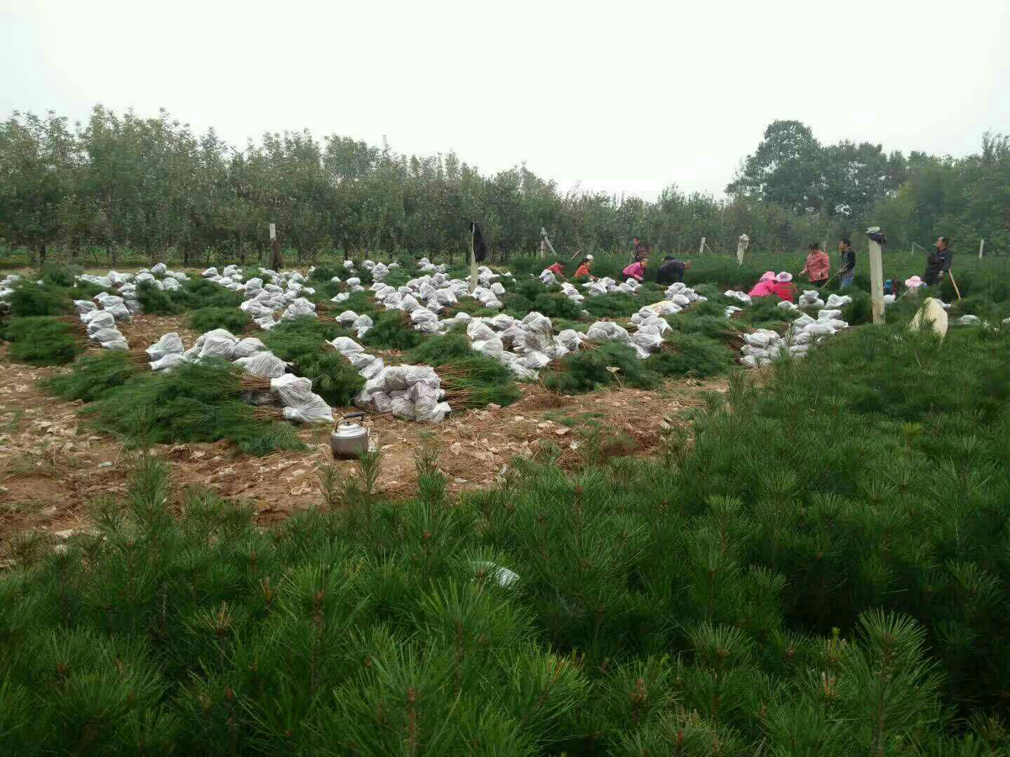 白松茸菌种接种操作现场