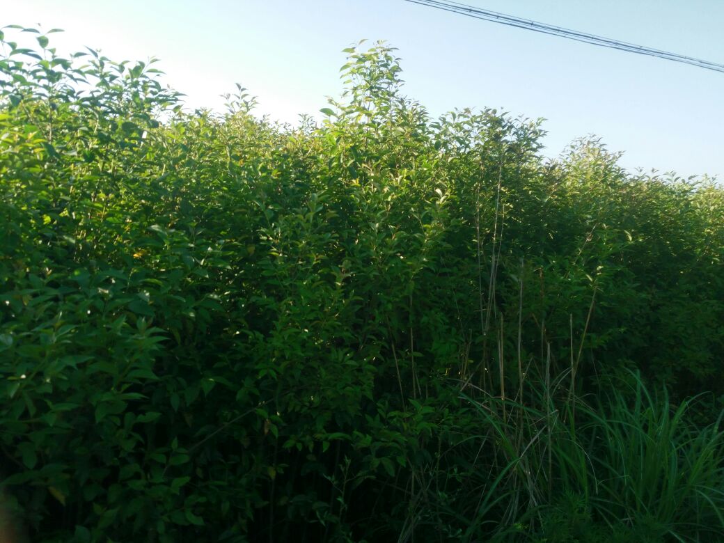 展示大叶女贞成年植株自然生长高度 大叶女贞成年植株自然生长高度展示