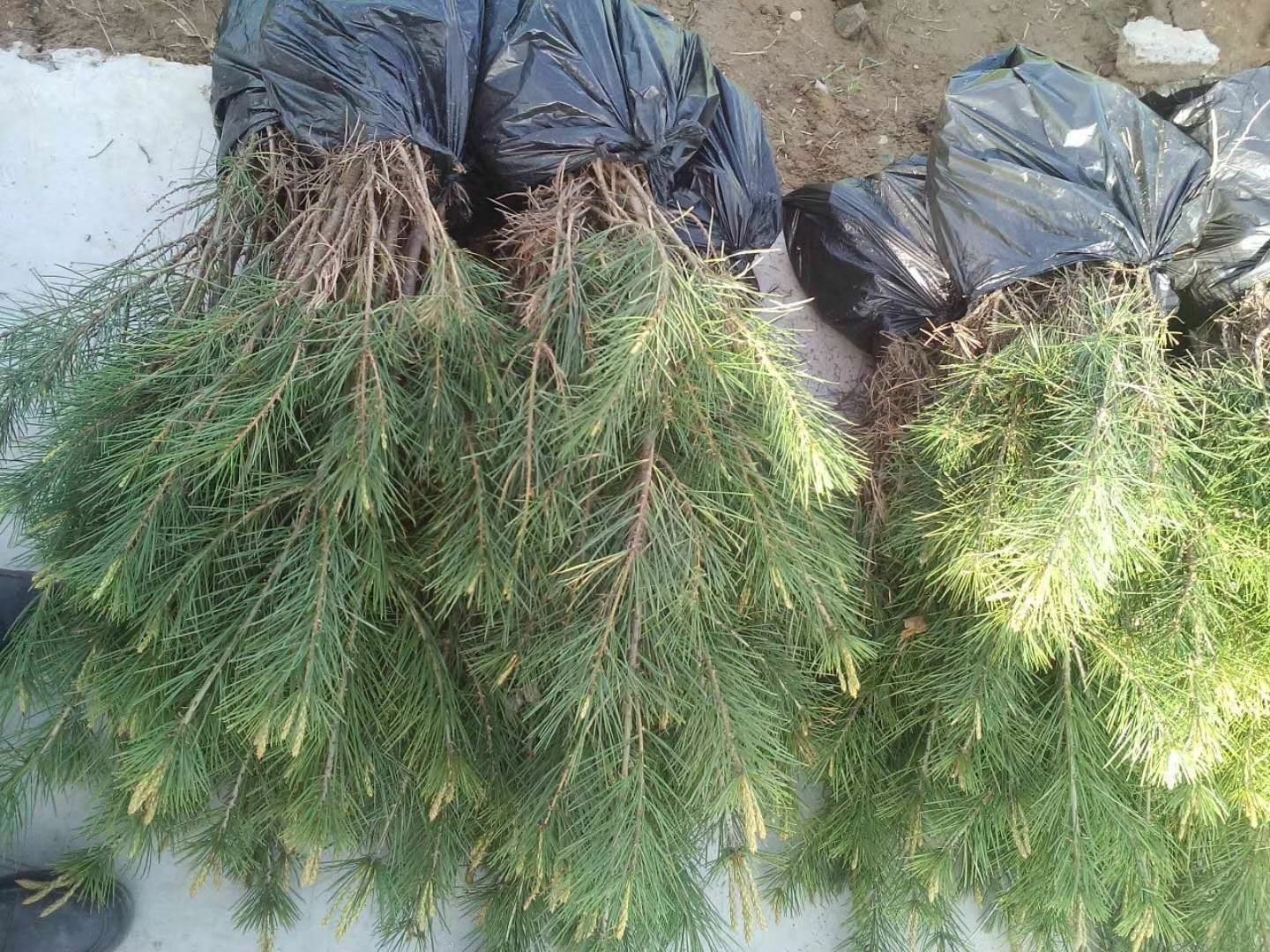 工人正在对30公分白皮松幼苗进行打包,准备发往全国各地 白皮松幼苗包装运输场景