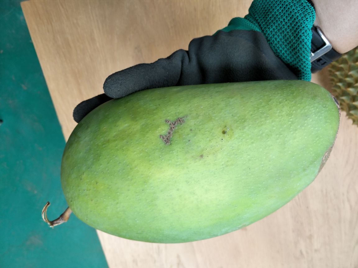 厨房内被丢弃的切开坏大青芒特写